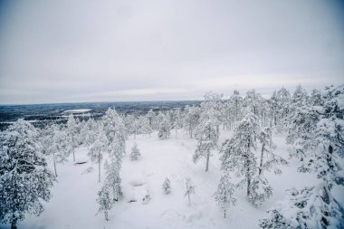 Rovaniemi yakınlarındaki Laponya çölleri, karlı ormanın kış harikalar diyarı.