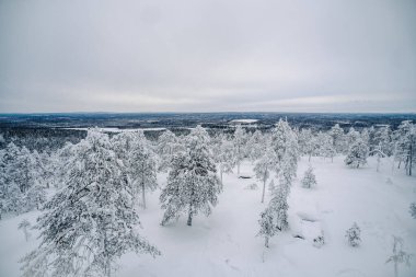 Rovaniemi yakınlarındaki Laponya yabanı, bulutlu bir günde karlı kış ormanı.