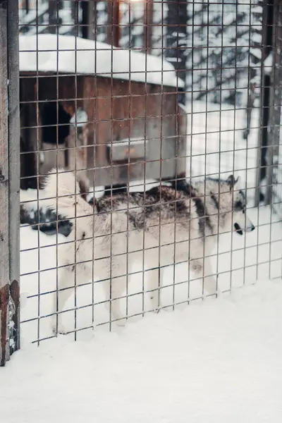 Husky, Rovaniemi 'deki Husky parkında, kışın Laponya' da kafeste koşuyor.