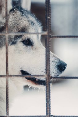 Rovaniemi 'de parktaki metal kafesin arkasında Husky, kar yağışlı kışta Laponya