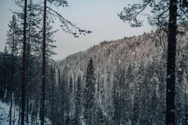 Kışın, Laponya 'daki Korouoma Kanyonu' nun yamaçlarında karlı bir orman.