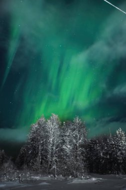 Kışın Rovaniemi, Laponya 'da karlı ağaçların üzerinde Aurora borealis.