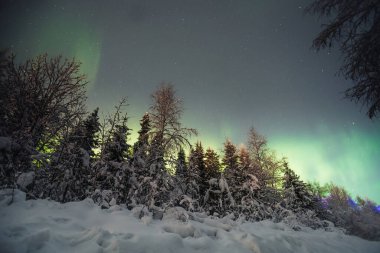 Sarı ve yeşil aurora, Rovaniemi, Laponya 'daki karlı kutup ormanının üstünde.