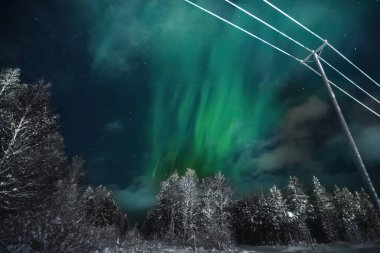 Rovaniemi, Laponya 'daki karlı ormanın üzerindeki yeşil aurora borealis.