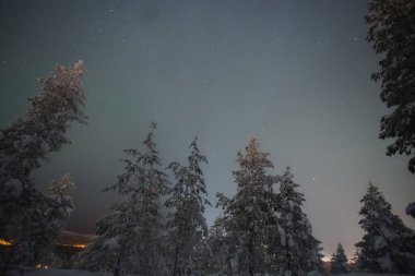 Gece gökyüzü karla kaplı Rovaniemi, Laponya 'da ağaçlar