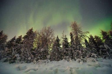 Rovaniemi, Laponya 'daki karlı ormanın üzerindeki parlak dalgalı aurora borealis.