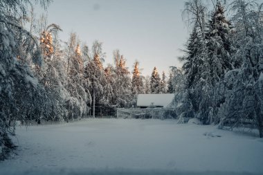 Ranua, Laponya 'daki hayvan barınağının yanındaki ormandaki karlı açıklık.