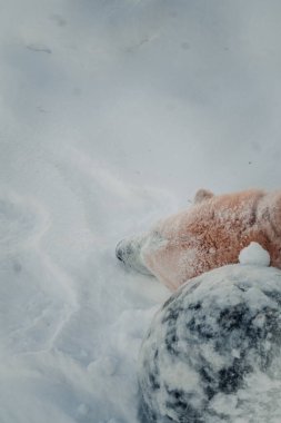 Kutup ayısının kafası, Ranua, Laponya 'da karda kayanın yanında.