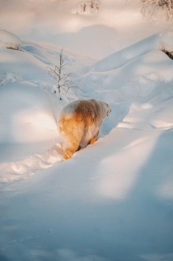 Kutup ayısı Ranua, Laponya 'da karlar içinde yürüyor.
