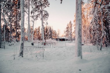 Ranua, Laponya 'daki vahşi yaşam parkında gün batımında karlı orman