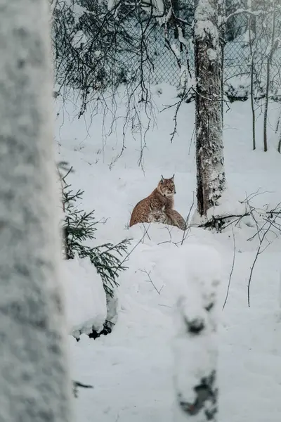 Lynx, Ranua, Laponya 'daki vahşi yaşam parkında ağacın yanında oturuyor.