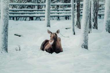 Ranua, Laponya 'daki vahşi yaşam parkında kardaki geyik.