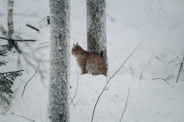 Lynx, Ranua, Laponya 'daki vahşi yaşam parkında, ağacın yanındaki ağaçta oturuyor.