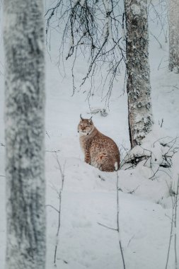 Ağaçların altındaki Luchs Ranua, Laponya 'ya bakıyor.