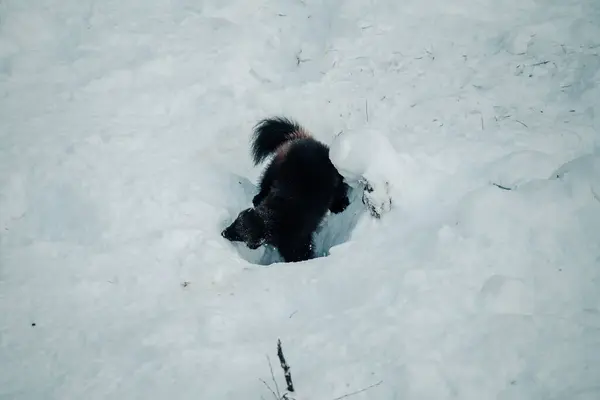 Wolverine, Ranua, Laponya 'da kar kazıyor.