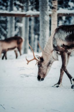 Ranua, Laponya 'da boynuzları büyük geyikler kokluyor.