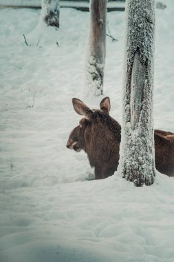 Ağaçların arkasındaki geyik Ranua, Laponya 'daki vahşi yaşam parkında.