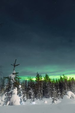 Rovaniemi, Laponya 'daki karlı ağaçların arkasındaki Aurora borealis.