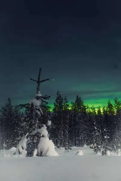 Laponya 'daki karlı ağaçlar Rovaniemi' nin dışındaki kuzey ışıklarının önünde.