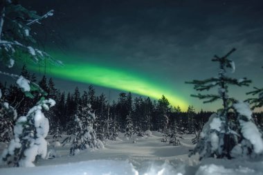 Kuzey ışıkları gece gökyüzünde kar ormanlarının üzerinde Rovaniemi, Laponya 'nın dışında