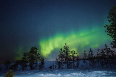 Kuzey ışıkları Rovaniemi, Laponya 'da yeşil ağaçların üzerinde yıldızlı gökyüzünde