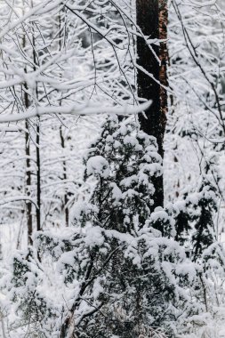 Rovaniemi 'de ormandaki ağacın yanındaki karlı çalı, kışın Laponya