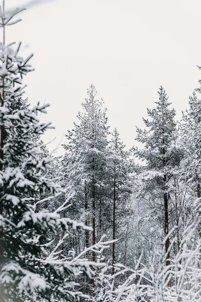 Rovaniemi 'de karlı ağaçlar, kışın Laponya