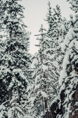 Snowy trees outside of Rovaniemi in winter in Lapland