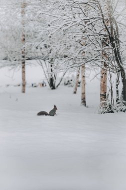 Rovaniemi 'de karda sincap, kışın Laponya