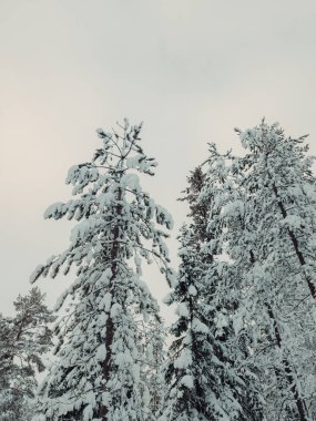 Rovaniemi 'de Ounasvaara' da karlı ağaçlar, kışın Laponya