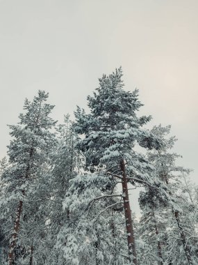 Kışın, Rovaniemi, Laponya 'daki Ounasvaara' da karlı ağaçlar.