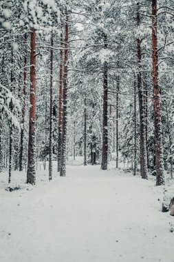 Rovaniemi 'deki kış harikalar diyarı yolu, karda Laponya