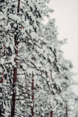 Rovaniemi 'de ormandaki eğreltiotu ağaçlarında karlı dallar, kışın Laponya