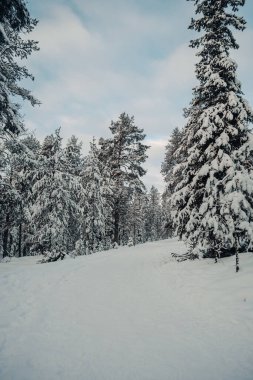 Ounasvaara ormanında kış Rovaniemi, Laponya 'da karla kaplıdır.