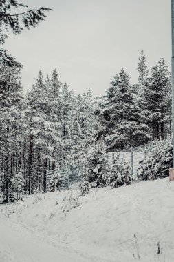 Rovaniemi, Laponya 'daki Ounasvaara' daki karlı ormandan geçen metal çitler.