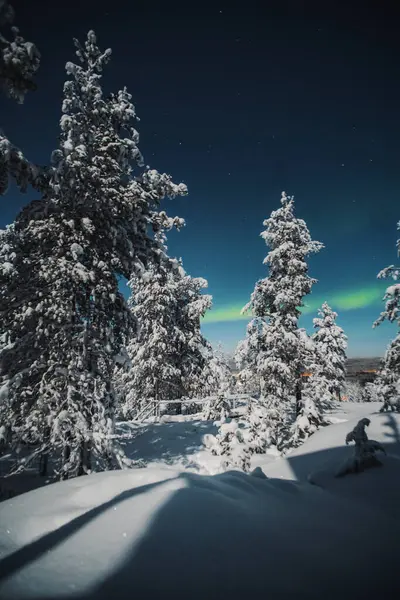 Syvasenvaara 'daki karlı ağaçların arkasına Aurora kışın Laponya, Rovaniemi' ye düştü.