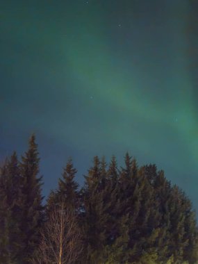 Sonbaharda Rovaniemi, Laponya 'da yeşil ormanın üzerinde kuzey ışıkları