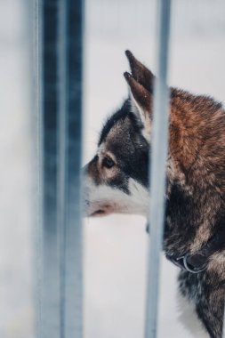 Kış mevsiminde Laponya, Rovaniemi 'deki Husky Park' taki parmaklıklar ardında iri yapılı bir surat.