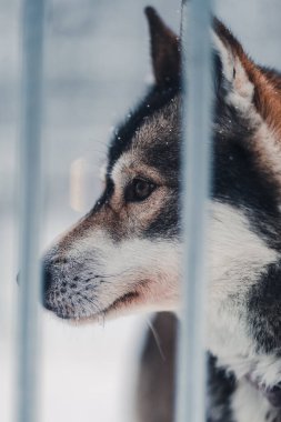 Rovaniemi 'deki Husky Park' taki metal kafeste Husky portresi, Karlı kış mevsiminde Laponya