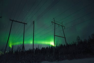 Yeşil aurora borealis ormanda Rovaniemi, Laponya 'da sütunların arkasında