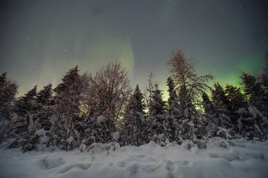 Kuzey ışıkları karlı kuzey kutup ormanlarının üzerinde yıldızlı gökyüzünde Rovaniemi, Laponya