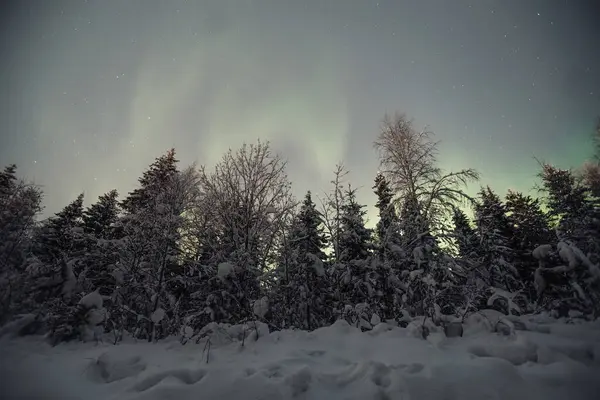 Yıldızlı gökyüzünde soluk kuzey ışıkları Rovaniemi, Laponya 'daki karlı ormanın üzerinde