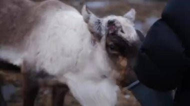 Geyikler Tromso, Norveç 'te sonbaharda tarlada kovadan yemek yiyorlar.