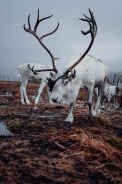 13 Kasım 2022 'de Norveç' in Tromso şehrinde çekildi.!