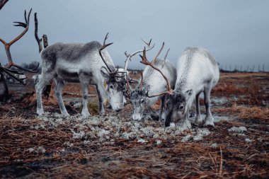 Norveç, Tromso 'nun dışındaki kutup dairesinde liken yiyen üç ren geyiği.