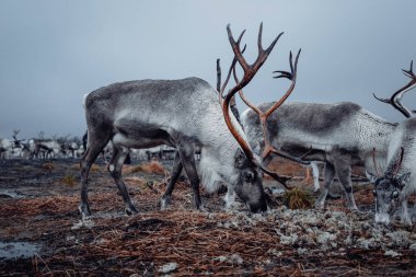 Kuzey Kutbu 'ndaki Tromso, Norveç' in dışında liken yiyen ren geyiği.