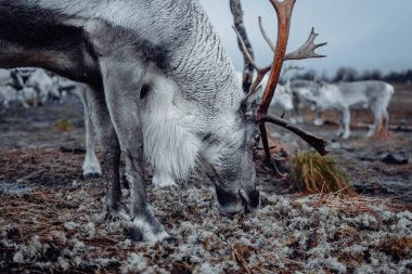 Tromso, Norveç yakınlarındaki çamurlu kutup bölgesinde liken yiyen büyük gri ren geyiği.