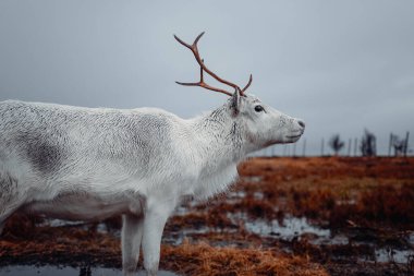Bulutlu bir günde Norveç, Tromso 'daki mesafeye bakan beyaz ren geyiği