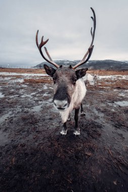 Gri ren geyiği Tromso, Norveç yakınlarındaki çiftlikte kameraya bakıyor.