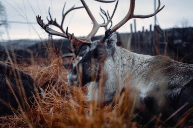 Büyük boynuzları olan ren geyikleri Tromso, Norveç yakınlarında sonbaharda çimlere uzanır.